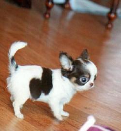 Sch�ne Chihuahua Welpen Papieren (R�den)