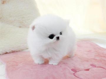 MINI-POMERANIAN ZWERGSPITZ BOO WELPEN ZU