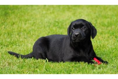 sch�ne Labrador Retriever Babys