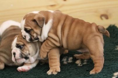 Exklusive Englische Bulldogge -