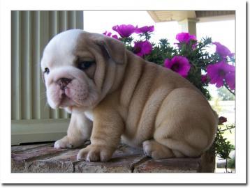 Englische Bulldogge Welpen mit papieren