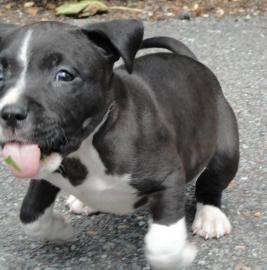 Sch�ne Pitbull Terrier Welpen suchen!!