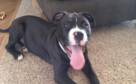 Sch�ne Pitbull Terrier Welpen suchen!!