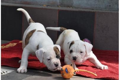 American Bulldog,Buldog