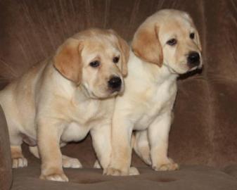 Herrlicher Labrador-Apportierhundwelpe. 