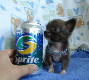 chihuahua welpen