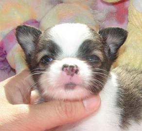 chihuahua welpen