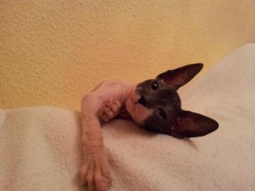 Weihnachten kanadische Sphynx K�tzchen