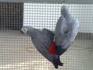 Kongo Graupapagei Handaufzucht