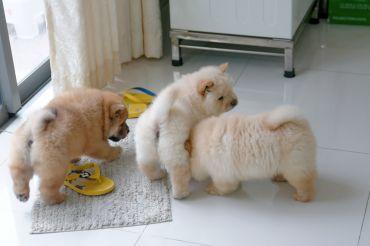 Chow-Chow-Welpen