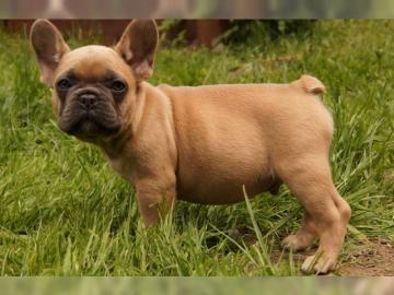 Franz�sische Bulldogge R�de Red /Fawn!