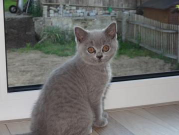Typvolle BKH-Babys in blau und lilac mit