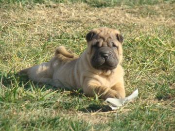 Erstklassige, s��e Shar-Pei Welpen