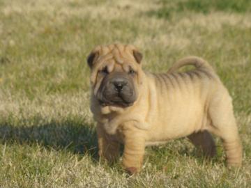 Erstklassige, s��e Shar-Pei Welpen