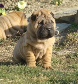 Erstklassige, s��e Shar-Pei Welpen