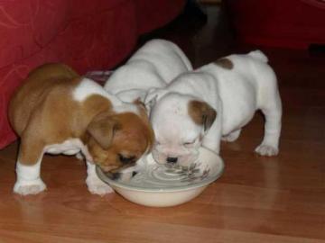 S��e reinrassige Englisch Bulldog Welpen