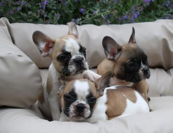 Franz�sische Bulldoggen R�den