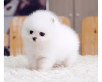 Weihnachten Pomeranian Welpen suchen ihr