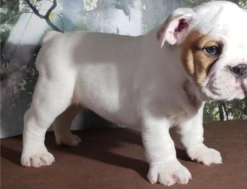 6 kleine Englische bulldoggen welpen zu