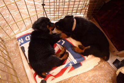 8 Wochen alter rottweiler R?de
