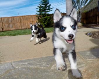 Siberian Husky