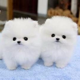 Superkleine Erh?ltlich Pomeranian Zwergs
