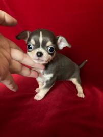 Chihuahua-Welpen zur Unterbringung