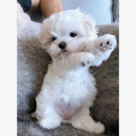 Gesunde Malteser Welpen (+393509706299)