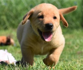 Labrado Retriever puppies