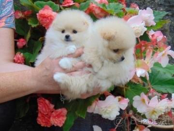 4 Pomeranian, Zwergspitz