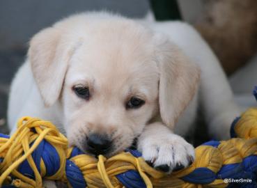 Labradorwelpen mit Papieren