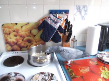2 Graupapageien + K�fig + Zubeh�r