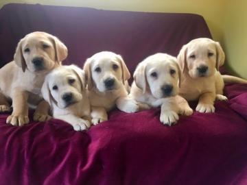 Gut aussehende Labrador Retriever Welpe