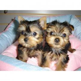 S??e Yorkshire-Terrier-Welpen