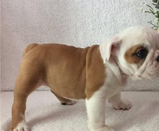 Englische Bulldoggen welpen