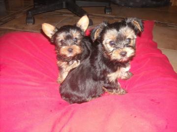 Yorkshire Terrier Welpen Black and Tan