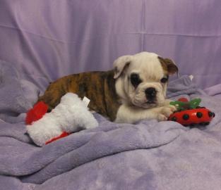 Englische Bulldogge Welpen mit Papieren