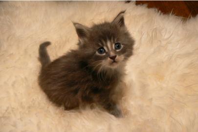Maine Coon K�tzchen mit Stammbaum