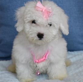 Maltipoo Welpen