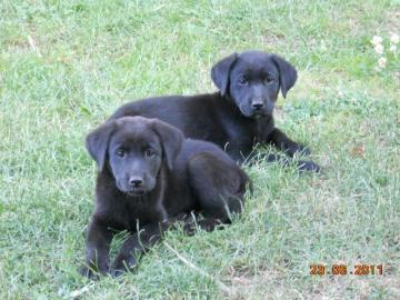 Dringend! S�sse Labrador Welpen zvk