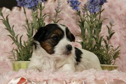 zauberhafte Biewer Yorkshire Terrier Wel