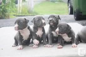 S??e American Pitbull Blueliner Welpen