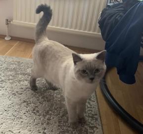Britisch Kurzhaar Kater