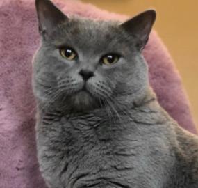 Britisch Kurzhaar Kater