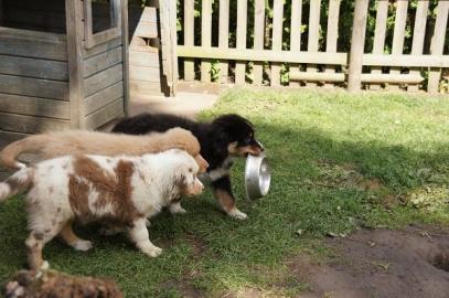 Australian Shepherd Welpen, in tollen Fa