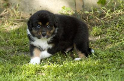 Australian Shepherd Welpen, in tollen Fa