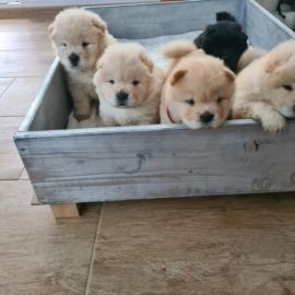 Chow chow Welpen mit Stambaum