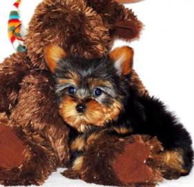 AKC Yorkshire Terrier Welpen zur Annahme