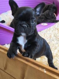 Franz?sische Bulldoggen Welpen suchen