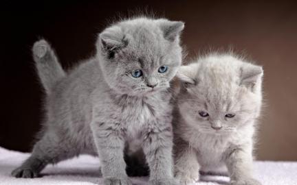 BRITISCH KURZHAAR KATZEN